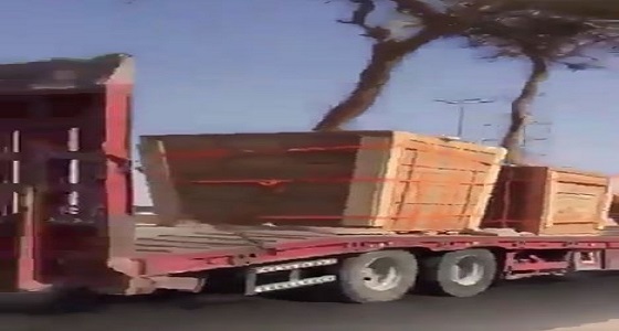 ” فيديو ” يرصد شاحنة تنقل أشجار لزراعتها بأماكن أخرى بالمملكة