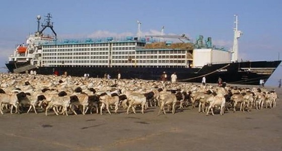 منع دخول 27 ألف رأس من الماشية الصومالية لإصابتها بحمى الوادي المتصدع