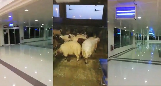 بالفيديو.. سوق المواشي في أبو ظبي يبهر المغردين