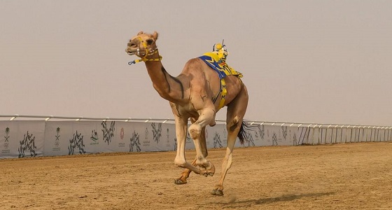 التقنية الحديثة تحسم نتائج أشواط اليوم السادس من التنشيطي الثاني بمهرجان ولي العهد للهجن بالطائف