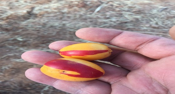 بالصور.. مواطن يجد إنتاج غريب من التمر في مزرعته بالجوف