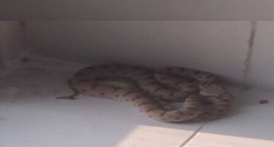 ” العنزي ” يوضح حقيقة وجود ثعبان داخل جامعة تبوك