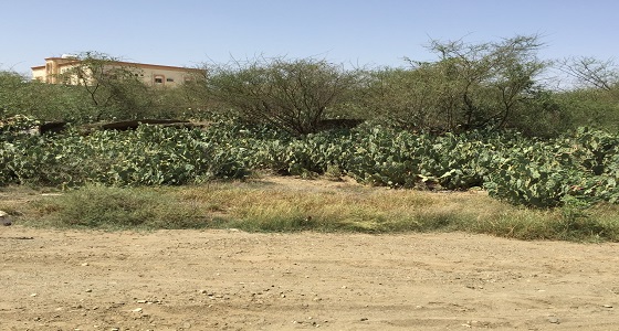 ” البيئة ” تنجح في المكافحة الحيوية لنبات ” البلس ” بنسبة تجاوزت 90 % في جازان