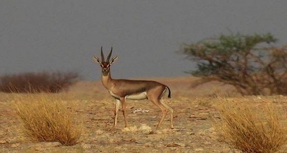 بالفيديو والصور.. مصور سعودي يوثق وجود حيوانات مهددة بالإنقراض داخل محمية في نجران
