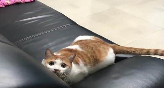 بالصور.. قطة تساهم في الصلح بين المتخاصمين