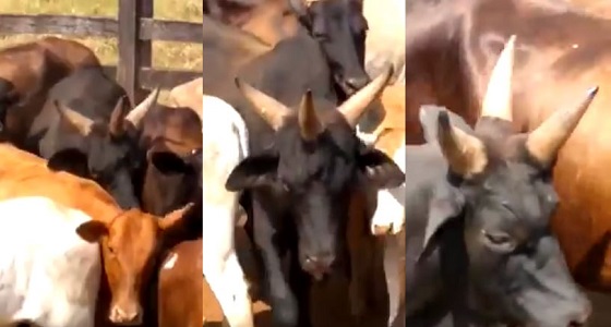 بالفيديو.. البقرة المعجزة بـ 3 قرون في منتصف رأسها