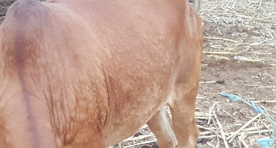 التهاب جلدي للأبقار في جازان يثير مخاوف المربيين