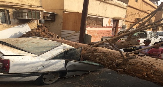 بالصور.. الرياح تقتلع الأشجار وتسقط عواميد الإنارة بتبوك