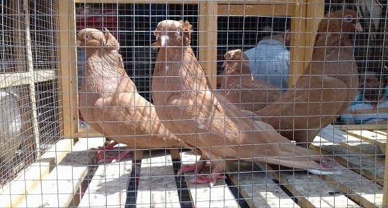 إغلاق أسواق الطيور في بريدة تجنبا لانتشار إنفلونزا الطيور