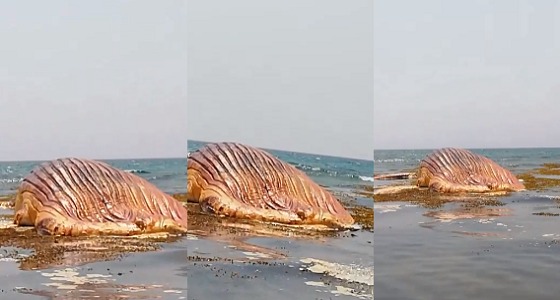 بالفيديو.. حرس الحدود يرصد أكبر الحيتان على سواحل عسير