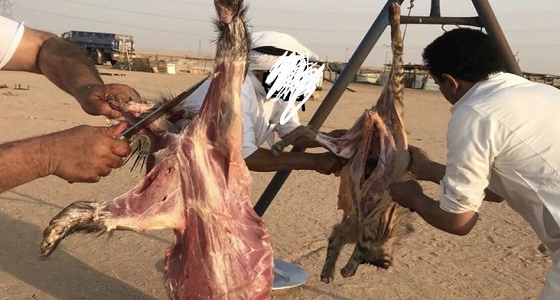 ” الحياة الفطرية ” تتفاعل مع فيديو قتل الضبع والنيص بطريقة بشعة