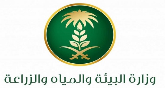 لجنة سوق الحطب بالمدينة المنورة تضبط مواقع مخالفة