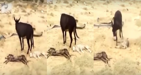 بالفيديو.. أنثى حمار تنتقم من ذئب بعد قتله لصغيرها