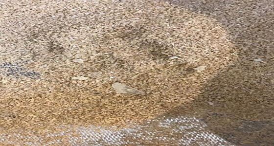 مواطن يشتري دقيق مخلوط بقطع زجاج ويبلغ عن المطحنة