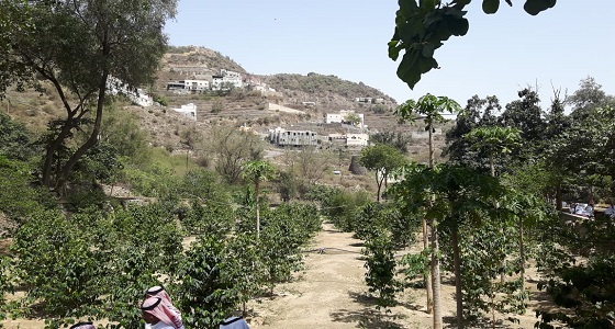 ” البيئة ” تبدأ تنفيذ المرحلة الأولى من مشروع دعم منتجي البن والمانجو 