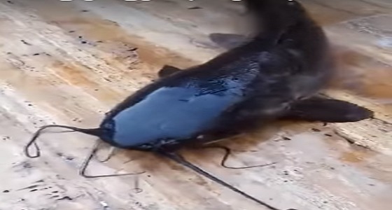 بالفيديو.. مواطن يعثر على سمكة أثناء تنظيفه خزان استراحة