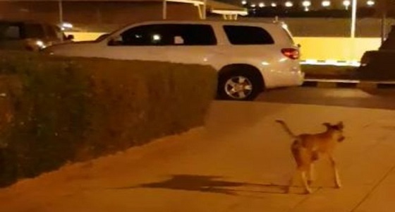 بالصور.. الكلاب الضالة تغزو مستشفى شقراء العام