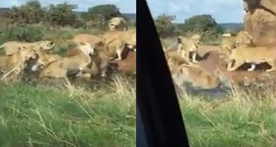 بالفيديو.. جدل واسع بعد إنقضاض لبؤات على قائد القطيع لقتله