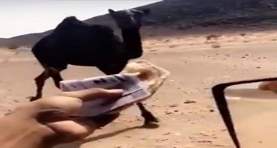 قانونيون يكشفون عن عقوبات تنتظر مُطعم الجمل بالنقود