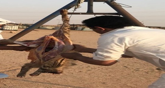 بالصور.. مجهولون يقتلون ” الضبع والنيص ” بطريقة بشعة خلال رحلة برية