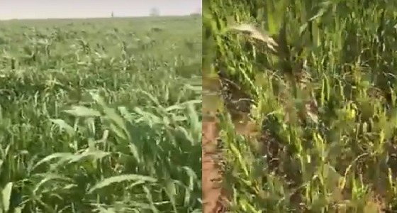 بالفيديو..هجوم أسراب من الجراد على محاصيل في حائل