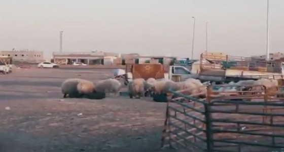 ‏بالفيديو.. أحياء تبوك تعاني من الإهمال والأهالي: لم نجد سوى الوعود