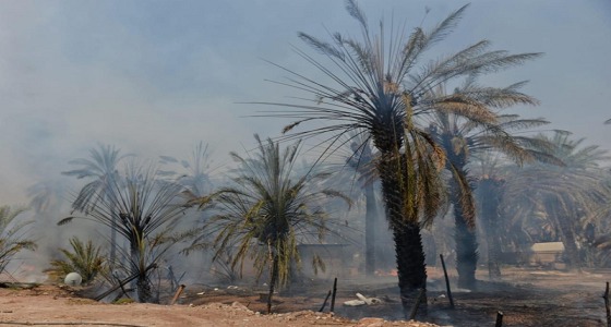 بالصور.. اندلاع حريق في مزرعة نخيل بحائل