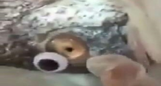 بالفيديو: حيلة ماكرة لمحل يبيع الأسماك لتبدو طازجه.. وهكذا خدع ذبائنه!