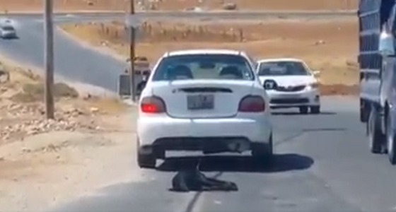 بالفيديو.. سحل كلب بطريقة وحشية على الطريق