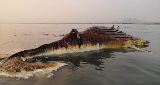 بالصور.. ” البيئة ” : نفوق حيوان بحري من نوع الحوت الأحدب في القحمة