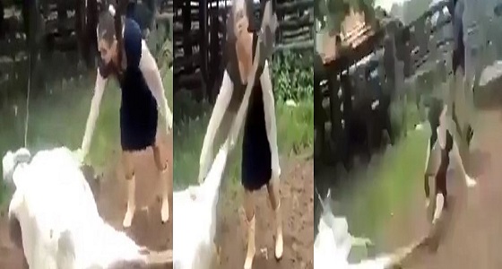 بالفيديو.. لحظة قذف بقرة ضخمة لامرأة في الهواء