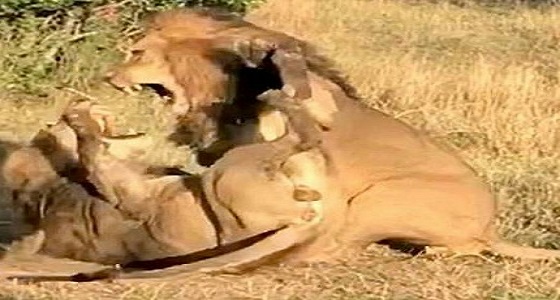 بالفيديو.. أسدان يتعاركان من أجل أنثى