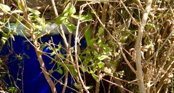 بالصور.. ضبط وإتلاف كميات كبيرة من الخمور بعسير