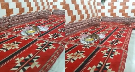 بالفيديو.. قطة تأكل من آنية الطعام الخاصة بالزبائن في مطعم بمحايل