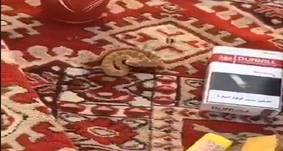 بالفيديو.. مواطن يحذر الراغبين في النزهات البرية من انتشار الزواحف