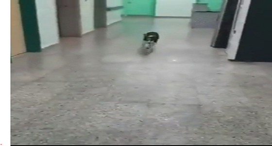 بالفيديو : كلب يتجول بمستشفى بني مالك.. والصحة: سنحاسب الشركة المشغلة