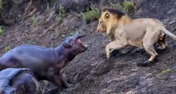 بالفيديو.. صغير فرس النهر يدافع عن أمه أمام أسد