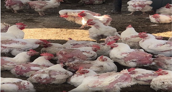 ضبط أكثر من ألف دجاجة غير صالحة للاستهلاك بالرياض