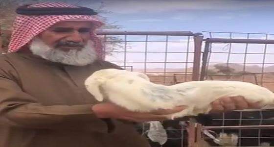 بالفيديو.. ولادة خروف ذو إعاقة في حائل