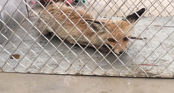 حيوان ضال يروع حيا سكنيا بالهفوف.. وأمانة الأحساء تتحفظ عليه