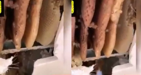 بالفيديو.. سقف منزل سعودي يقطر عسلًا