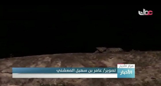 حقيقة العثور على نمر عربي بجبال الجعرانة في مكة المكرمة