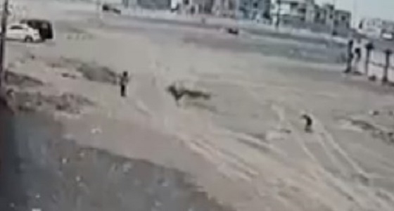 بالفيديو.. أثناء عودته من المدرسة.. كلاب ضالة تهاجم طفلا بقرية الدغارير