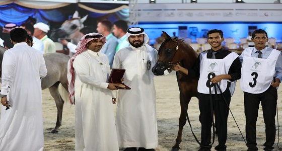 انطلاق بطولة جدة لجمال الخيل العربية الأصيلة بجدة