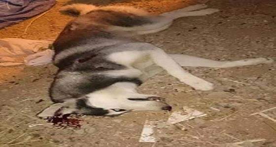 جزار ينتقم من جاره بذبح كلبه وسط الشارع ويشعل غضب رواد التواصل