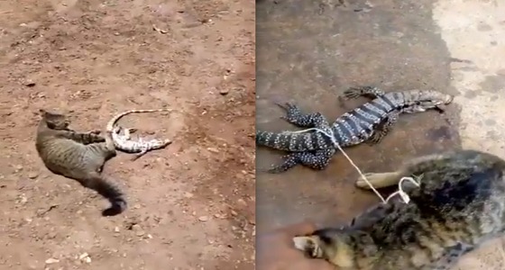 بالفيديو..هلع قط بعد ربطه بحيوان ” الورل “