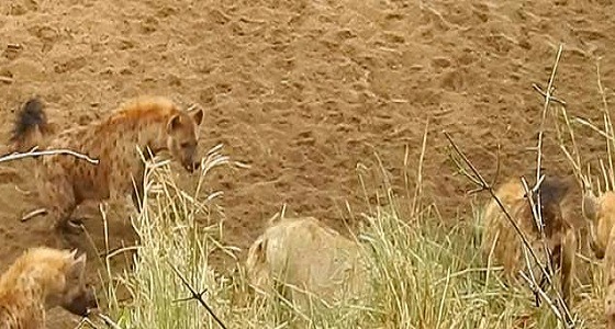 بالصور.. مجموعة ضباع تحاول قتل أسد ولبؤات تنقذنه