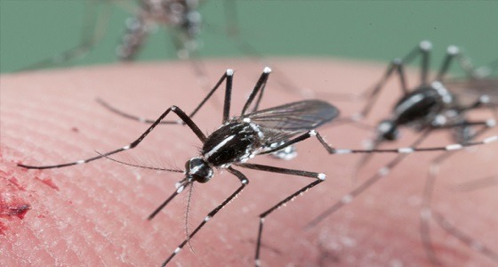 اكتشاف أكبر بعوضة في العالم وهذا ما تتغذى عليه