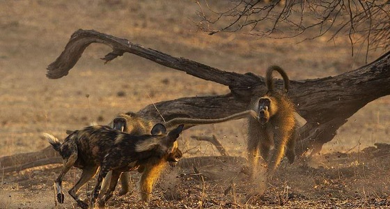 بالصور.. كلاب برية تنقض على قرد بابون وتقطعه إربًا