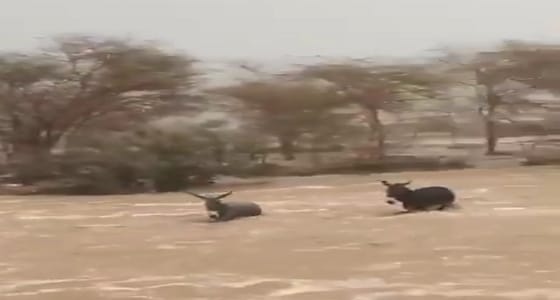 بالفيديو.. قطيع من الحمير يحاول عبور السيل